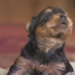 Yorkie pups show toughness to the Camera