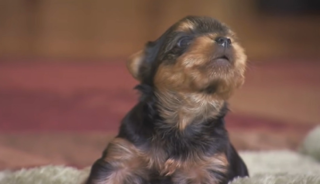yorkie, puppies, barking, cute, adorable,