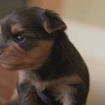 Yorkie pups show toughness to the Camera
