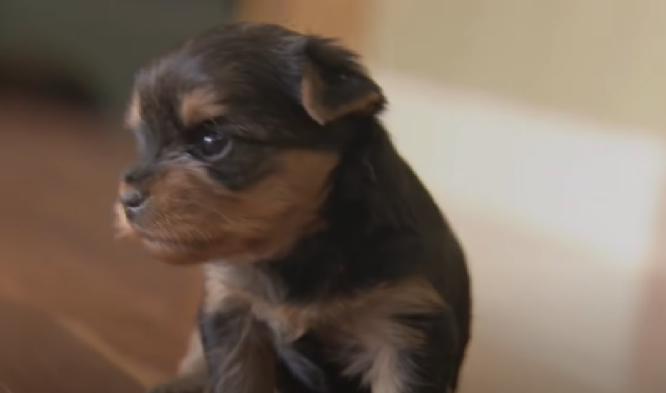 yorkie, puppies, barking, cute, adorable,