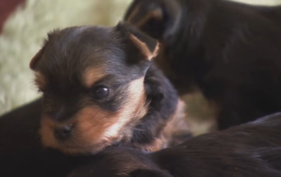 yorkie, puppies, barking, cute, adorable,