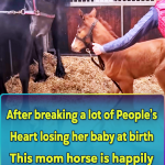 Momma Horse Who Lost Her Baby Adopts A Foal As Her Own