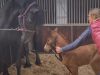 momma horse, foal, adopting, horses, animals, stories, mother love, inspiring, emotional,