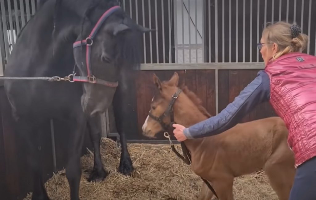 momma horse, foal, adopting, horses, animals, stories, mother love, inspiring, emotional,