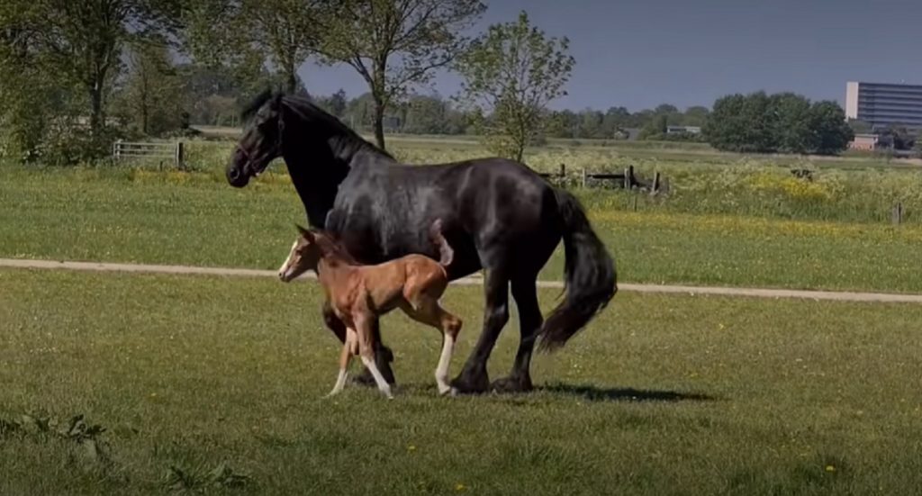 momma horse, foal, adopting, horses, animals, stories, mother love, inspiring, emotional,