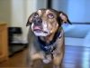 dog, superhero dog, superhero, save life, family, baby, sleep, wake up, amazing story,
