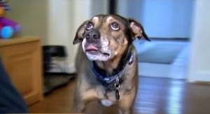 dog, superhero dog, superhero, save life, family, baby, sleep, wake up, amazing story,