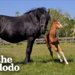 Video thumbnail for youtube video x1zo6n9sclc