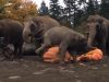 elephants, animals, pumpkins, satisfying, halloween,
