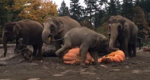elephants, animals, pumpkins, satisfying, halloween,