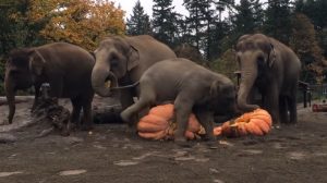 elephants, animals, pumpkins, satisfying, halloween,