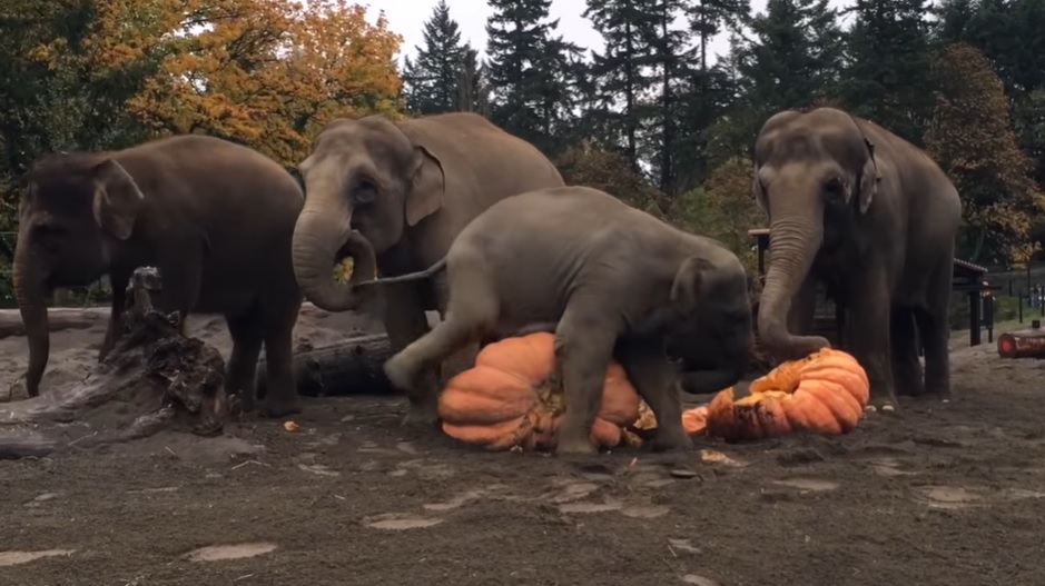 elephants, animals, pumpkins, satisfying, halloween,
