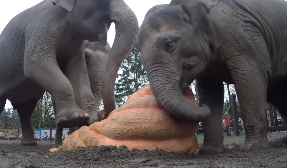 elephants, animals, pumpkins, satisfying, halloween,