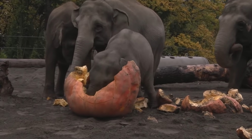 elephants, animals, pumpkins, satisfying, halloween,