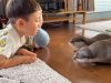 otters, meeting, new friends, cute, adorable, children, kids, family, animals, wild animals,