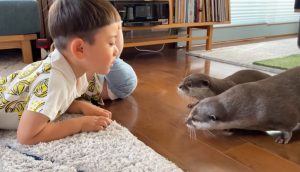 otters, meeting, new friends, cute, adorable, children, kids, family, animals, wild animals,