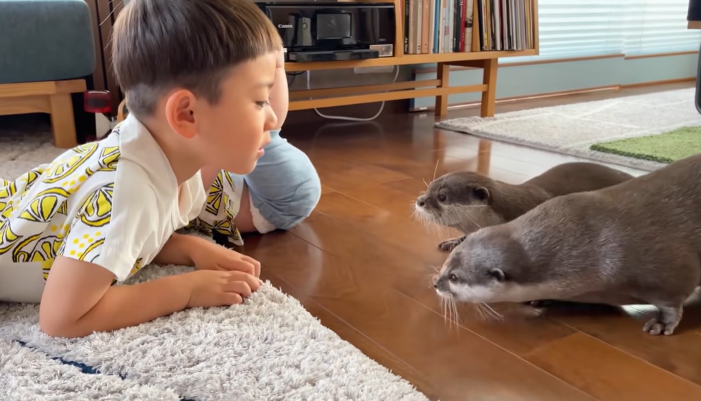 otters, meeting, new friends, cute, adorable, children, kids, family, animals, wild animals,