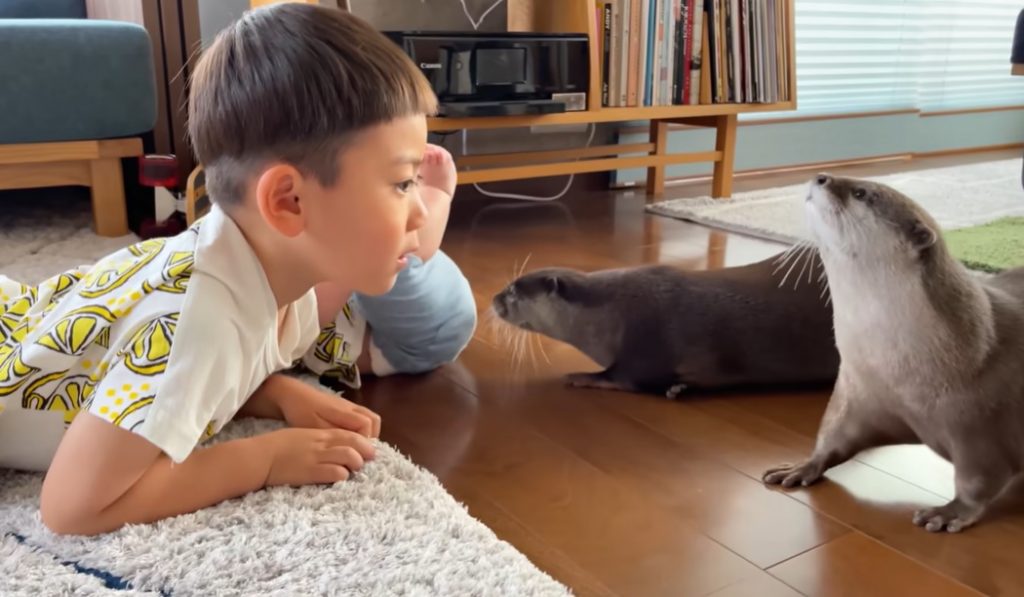 otters, meeting, new friends, cute, adorable, children, kids, family, animals, wild animals,