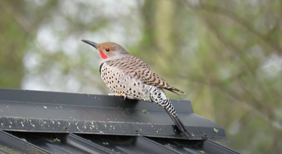 Machine Gun Woodpecker in action