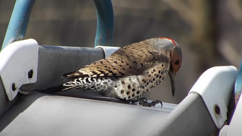 Machine Gun Woodpecker in action