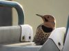 Machine Gun Woodpecker in action