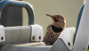 Machine Gun Woodpecker in action