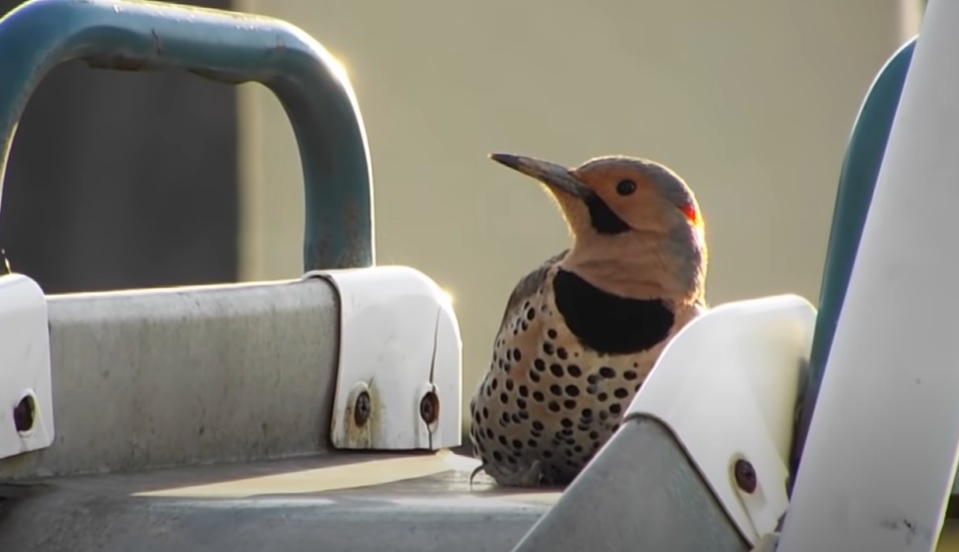 Machine Gun Woodpecker in action