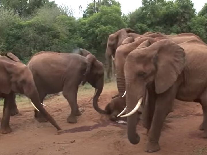 Sheldrick Wildlife Trust, orphaned elephants, elephant conservation, wildlife rehabilitation, Voi Stockades, elephant rescue stories, donate to save elephants, foster an elephant, human-wildlife conflict, elephant habitat loss