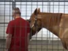 Veteran Horse Therapy Program, Saratoga War Horse Impact, PTSD Healing with Horses, Therapeutic Horseback Riding, Equine Therapy for Veterans, Mental Health Benefits of Horse Therapy, Retired Racehorses Helping Veterans, Non-Verbal Communication Therapy, Animal Assisted Therapy for PTSD, Veteran Rehabilitation Horse Program