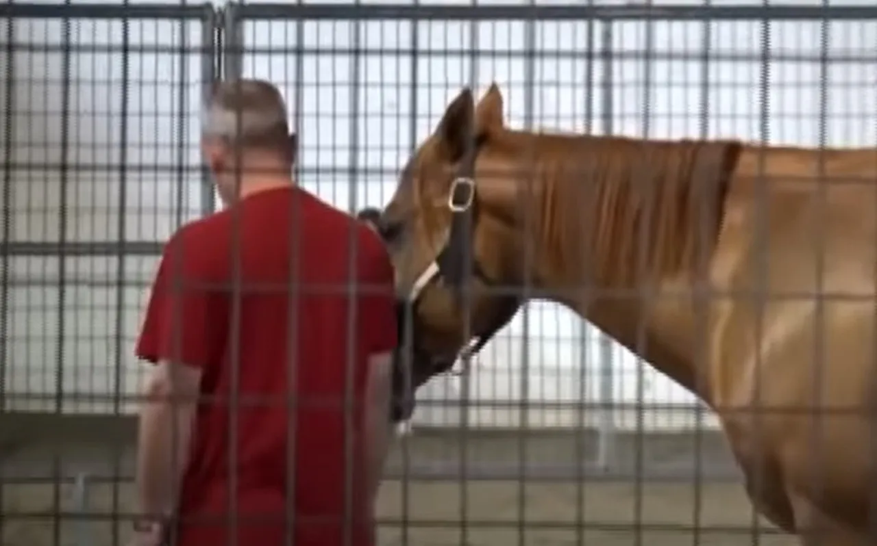 Veteran Horse Therapy Program, Saratoga War Horse Impact, PTSD Healing with Horses, Therapeutic Horseback Riding, Equine Therapy for Veterans, Mental Health Benefits of Horse Therapy, Retired Racehorses Helping Veterans, Non-Verbal Communication Therapy, Animal Assisted Therapy for PTSD, Veteran Rehabilitation Horse Program