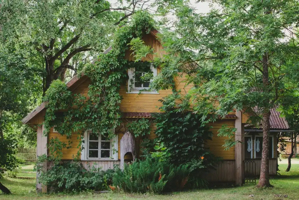 5 Minutes it's Enough to Clean Mold and Algae from House Siding: A Step-by-Step Guide mold removal, algae removal, house cleaning, siding cleaning, home maintenance, DIY cleaning, exterior cleaning, vinyl siding, 30 Second Cleaner, Home Armor