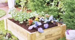 DIY, raised bed, pallet project, gardening, free, backyard, organic, repurpose, recycle, garden