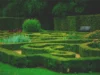 boxwood