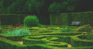 boxwood