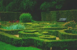 boxwood