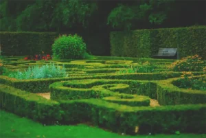 boxwood