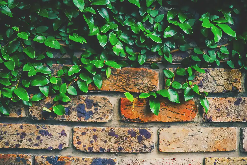 bricks in the garden