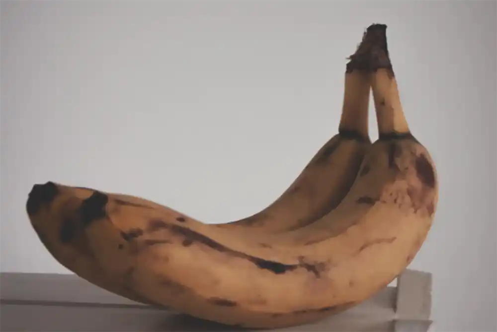 the fruit flies can lay their eggs on the banana