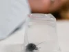 pest control, pesticides, termites, cockroaches, mosquitoes, home improvement, DIY pest control, pest prevention, safe pesticides, termite treatment