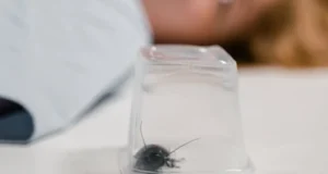 pest control, pesticides, termites, cockroaches, mosquitoes, home improvement, DIY pest control, pest prevention, safe pesticides, termite treatment