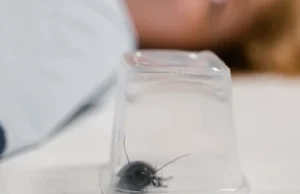 pest control, pesticides, termites, cockroaches, mosquitoes, home improvement, DIY pest control, pest prevention, safe pesticides, termite treatment