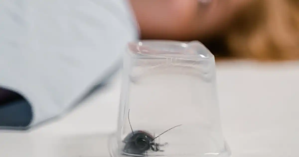 pest control, pesticides, termites, cockroaches, mosquitoes, home improvement, DIY pest control, pest prevention, safe pesticides, termite treatment