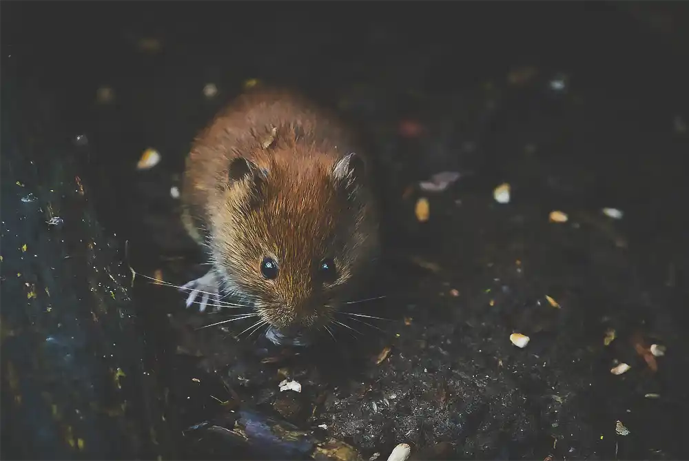 How do Peromyscus mice and insects get into homes?