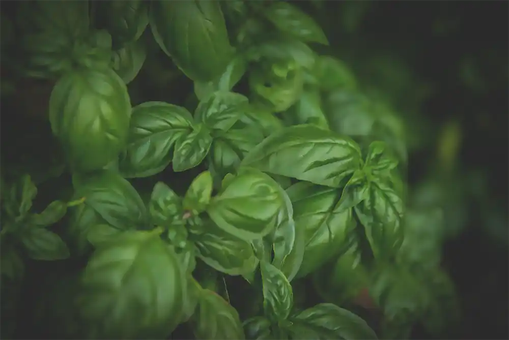The purpose of this basil is to repel them; fruit flies don't like the strong odor of basil
