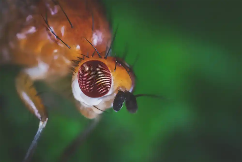 fruit fly with red eyes
