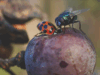 Identifying and Understanding Fruit Flies
