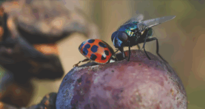 Identifying and Understanding Fruit Flies