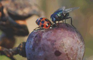 Identifying and Understanding Fruit Flies