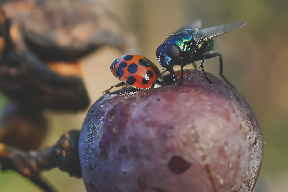Identifying and Understanding Fruit Flies
