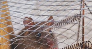 How do Peromyscus mice and insects get into homes?